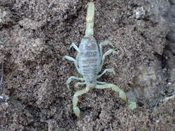 Image of California Common Scorpion