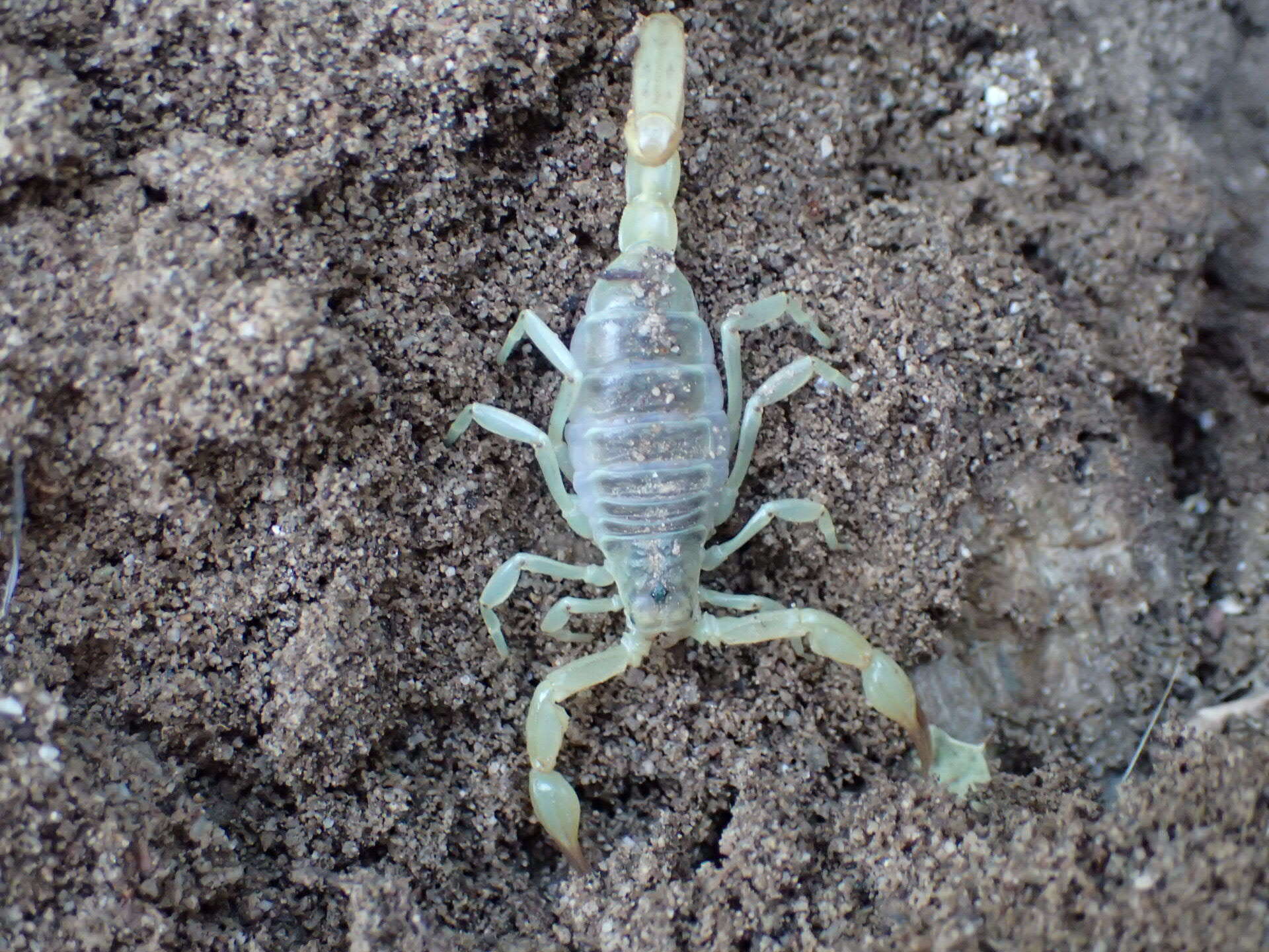 Image of California Common Scorpion