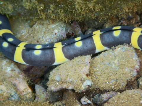 Image of Convict snake eel