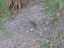 Image of Barred Spiny Lizard