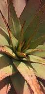 Aloe broomii var. broomii resmi