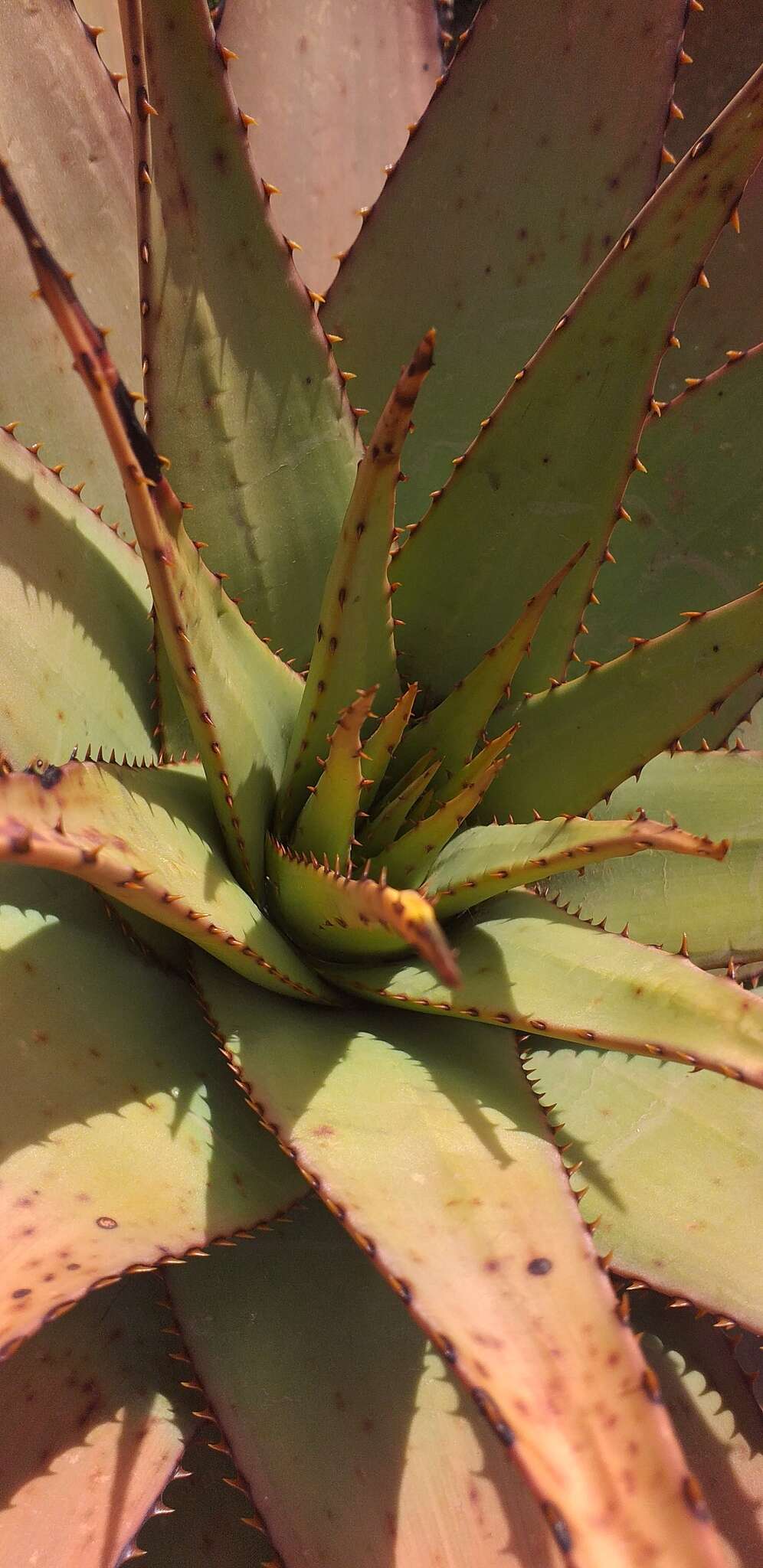 Aloe broomii var. broomii resmi