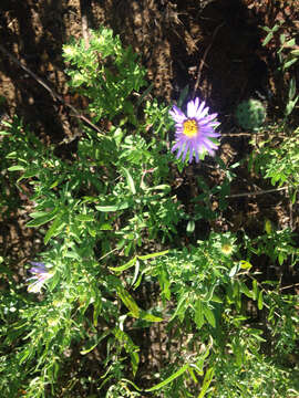 Image of aromatic aster