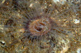 Image of Pachycerianthus borealis (Verrill 1873)