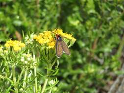 Image de Ctenucha brunnea Stretch 1872