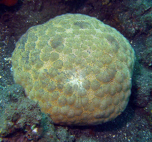 Image of Cushion star