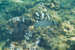 Image of Ballieu's wrasse