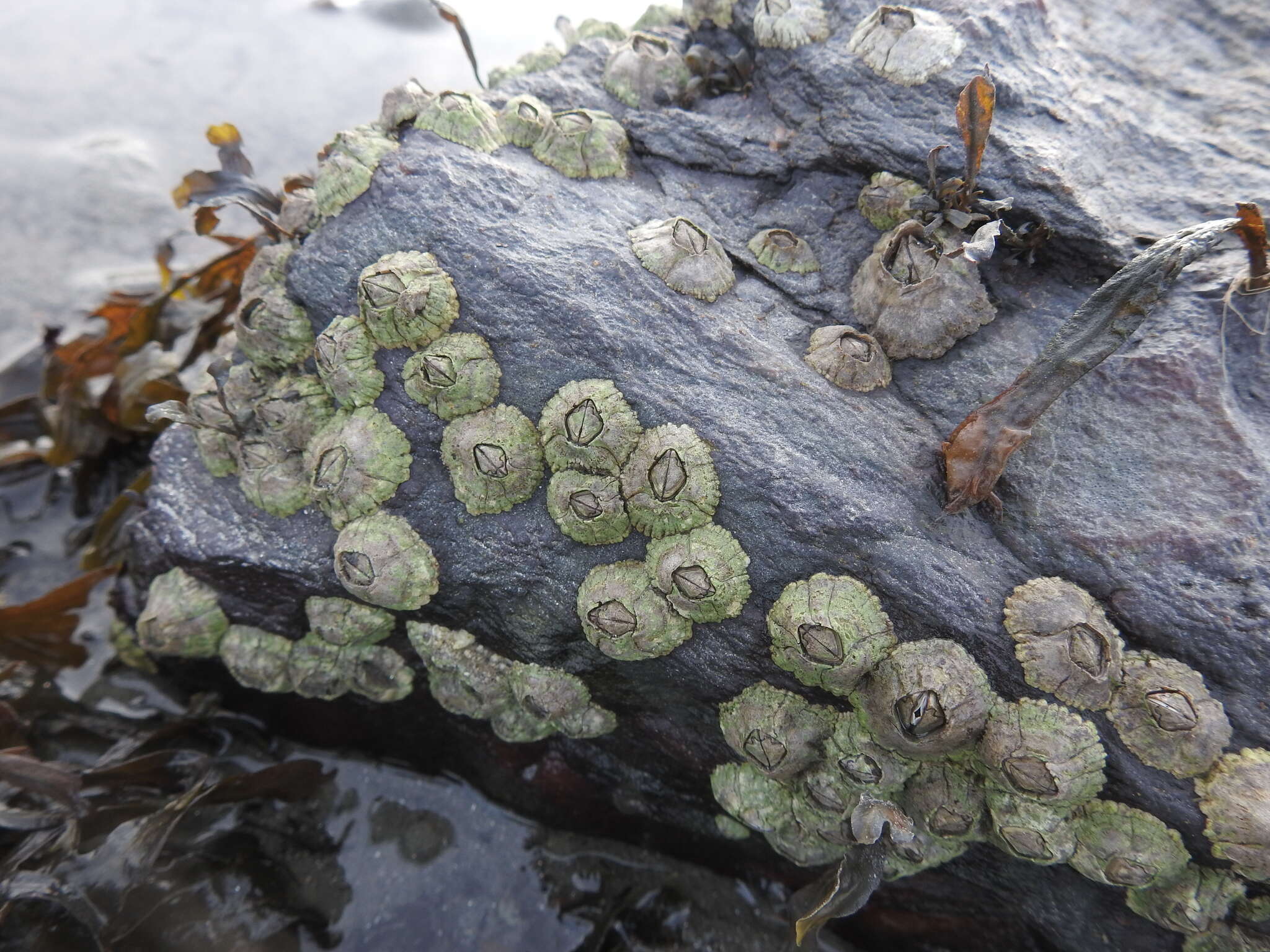 Image of Acorn barnacle