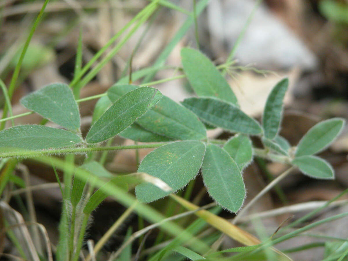 Image de Lespedeza procumbens Michx.