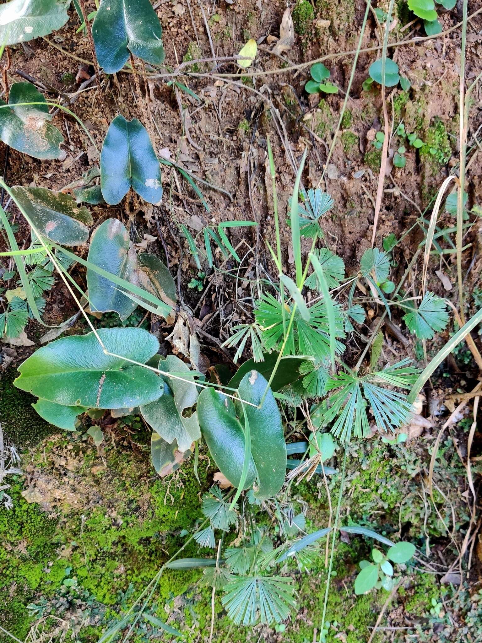 Plancia ëd Mickelopteris cordata (Hook. & Grev.) Fraser-Jenk.