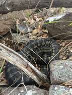 Image of Morelia spilota cheynei Wells & Wellington 1984