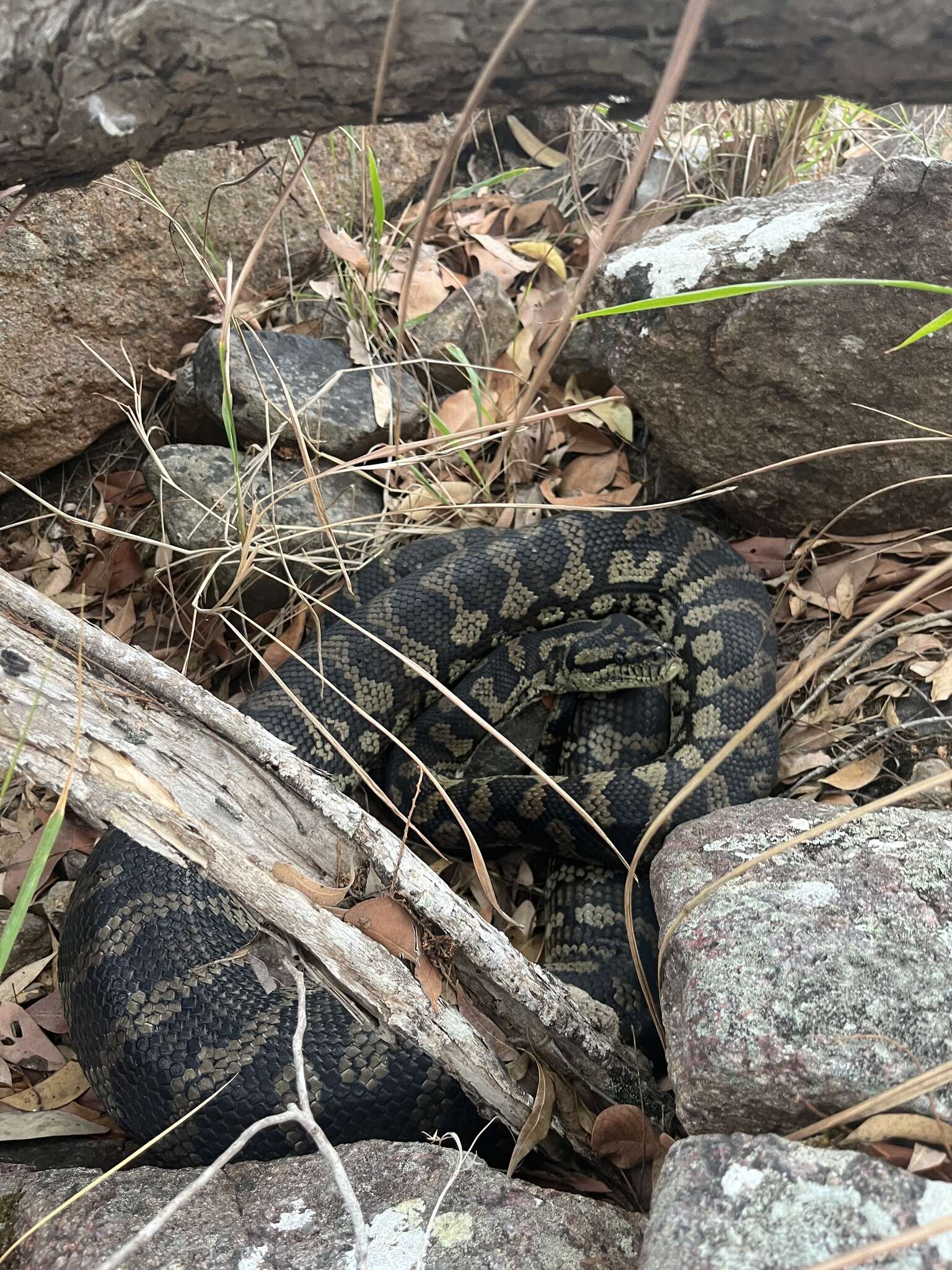 Morelia spilota cheynei Wells & Wellington 1984的圖片