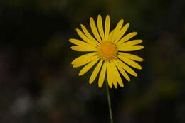 Image of Gutierrezia conoidea (Hemsl.) M. A. Lane