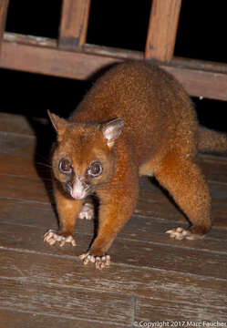 Image of Coppery Brushtail Possum