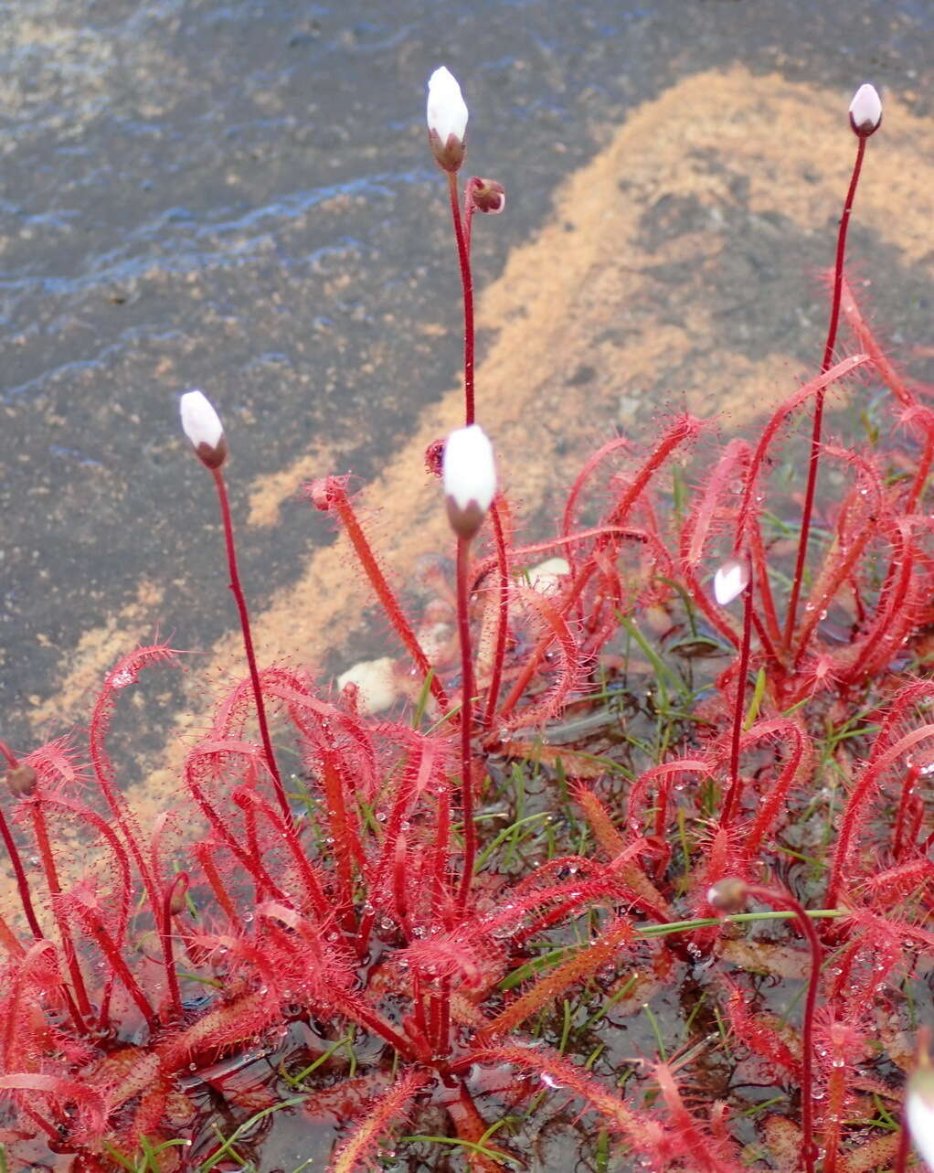 Image of Drosera alba Phill.