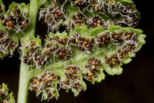 Image of New Mexico cliff fern