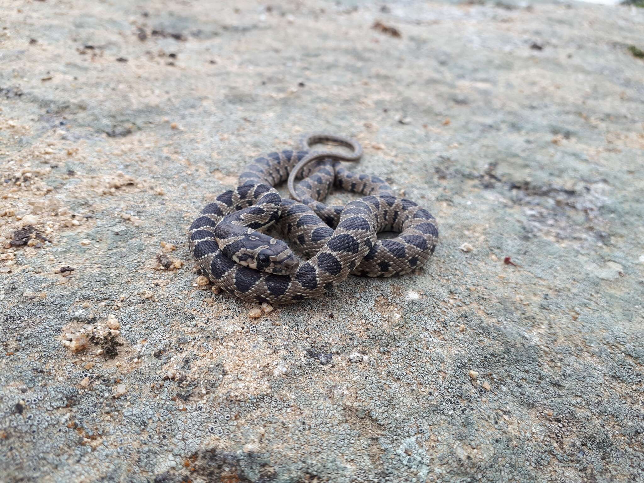 Image of Horseshoe Whip Snake