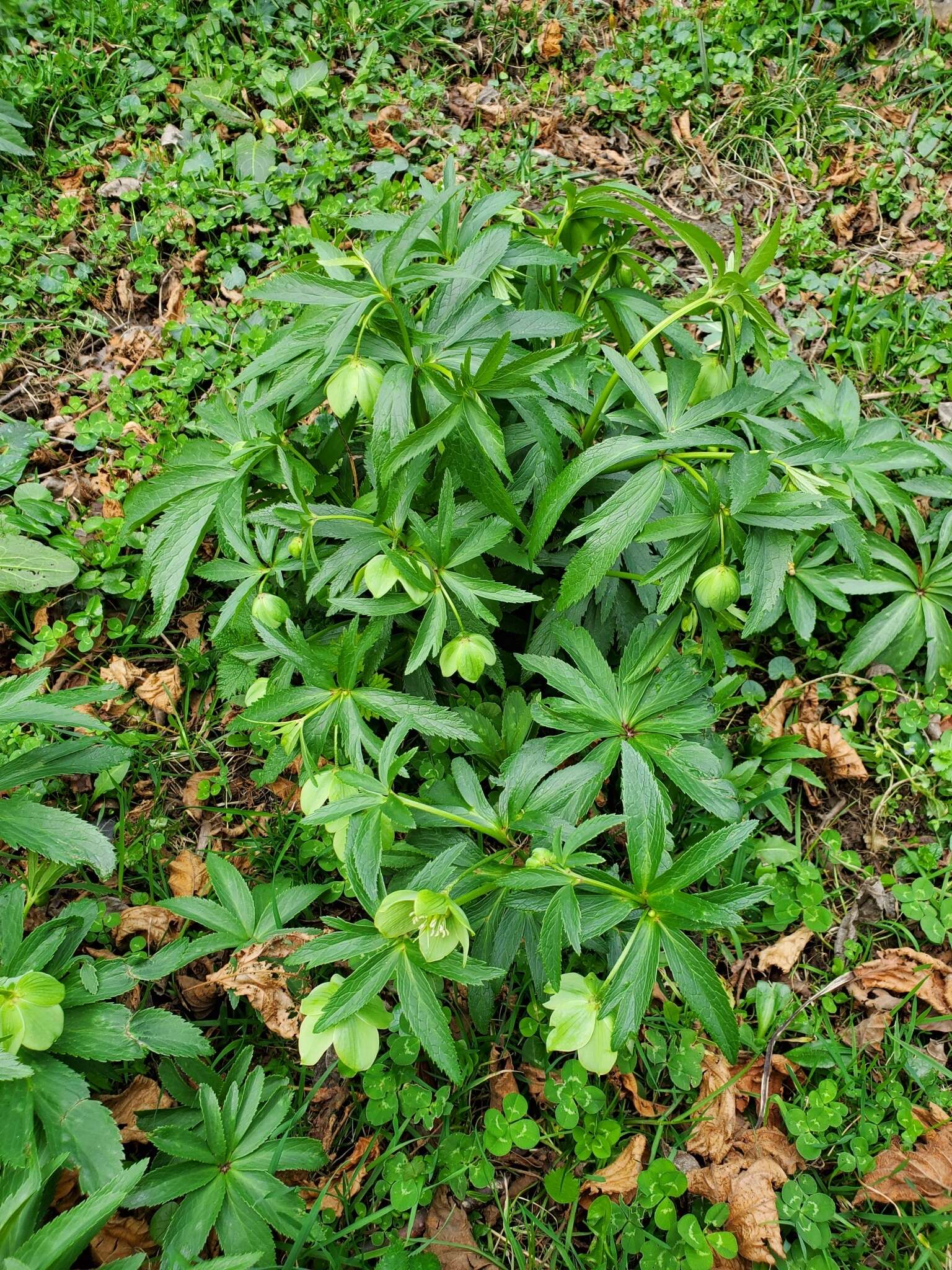 Image of Green Hellebore