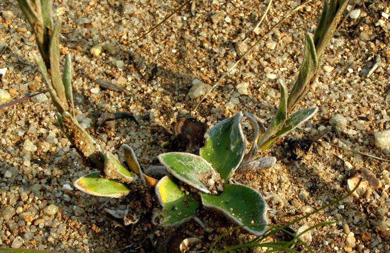 Plancia ëd Helichrysum cephaloideum DC.