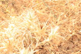 Image of Red Toothed Star-thistle