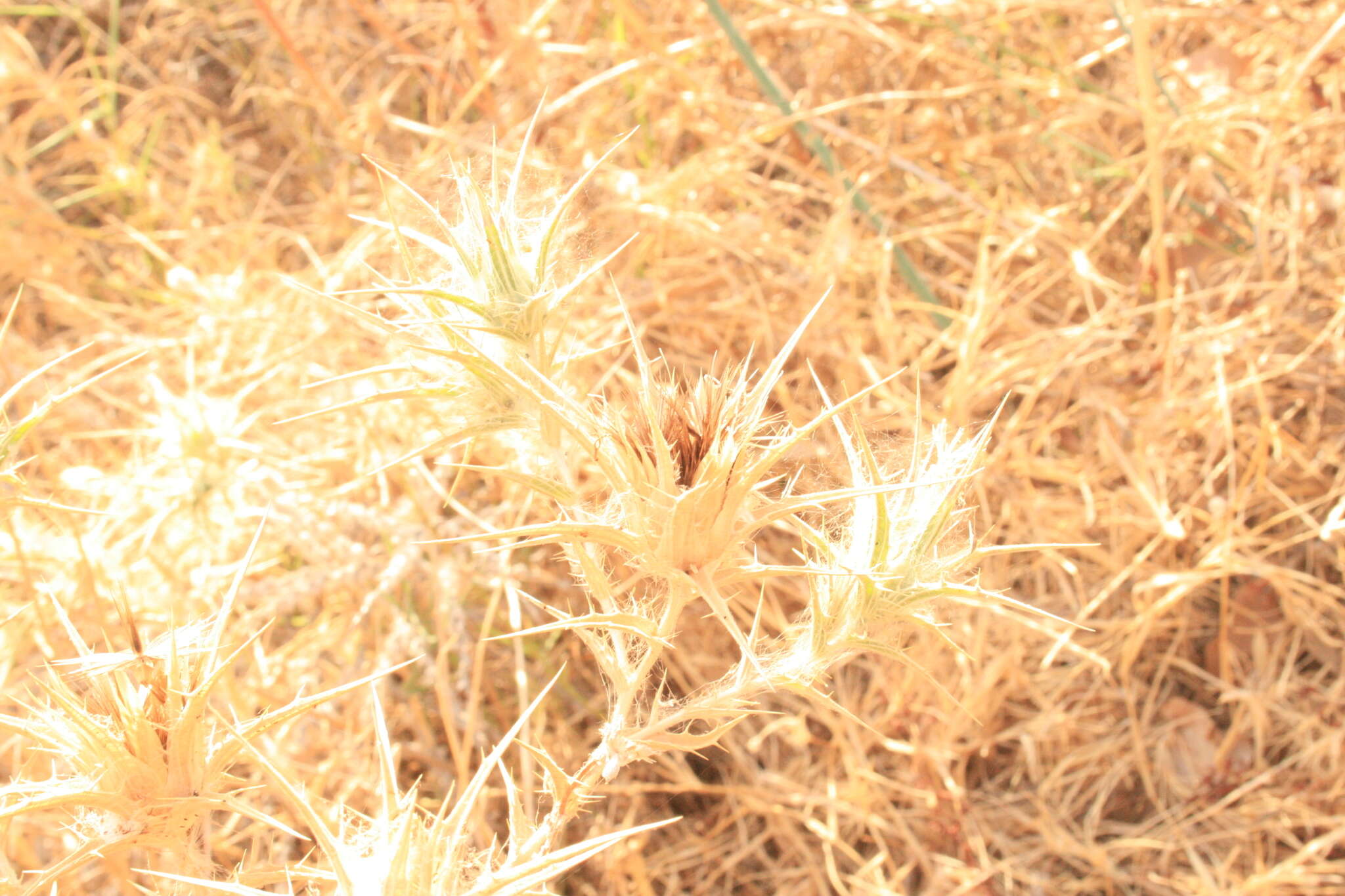 Image of Red Toothed Star-thistle