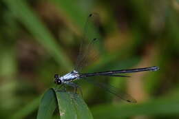 Image of azure flatwing