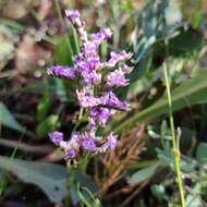 Plancia ëd Limonium narbonense Miller