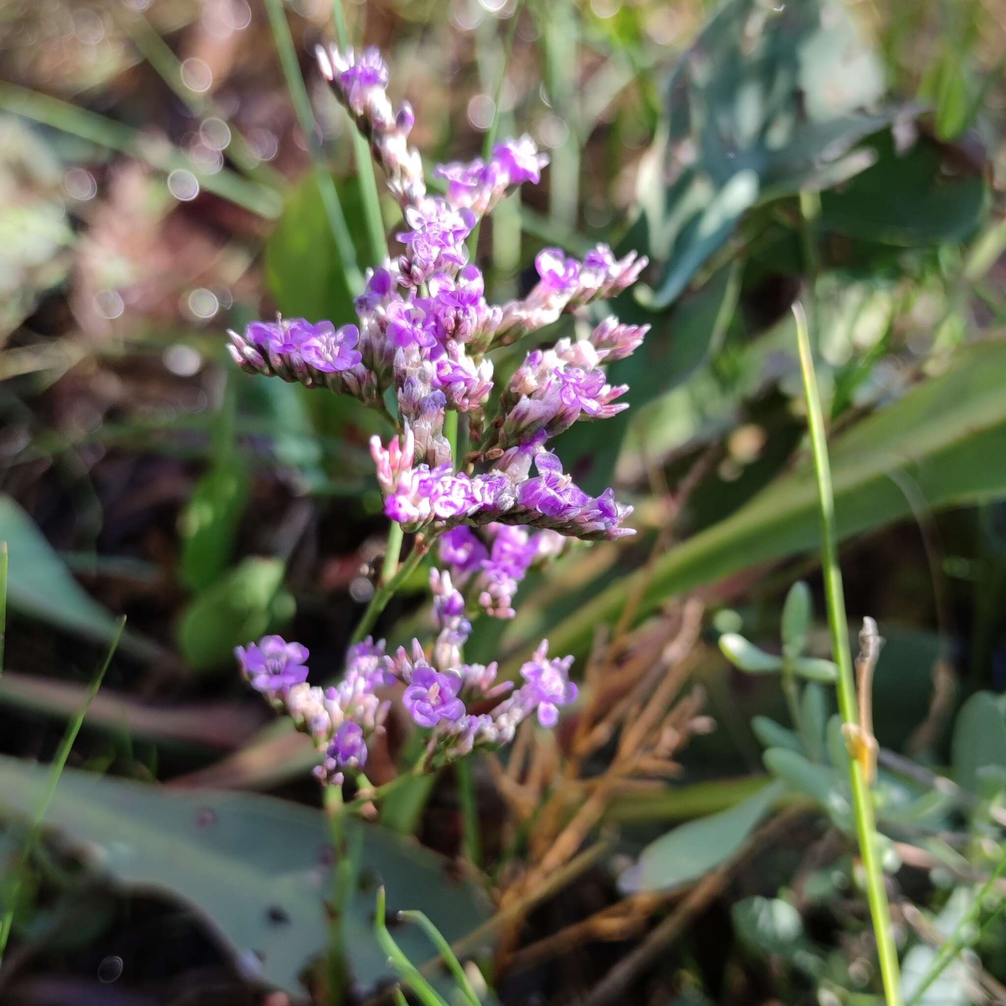 Image of Limonium narbonense Miller