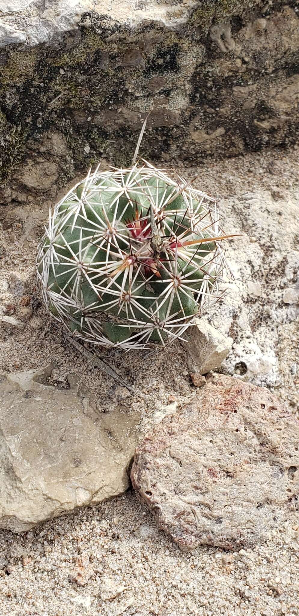 Image of Coryphantha clavata (Scheidw.) Backeb.