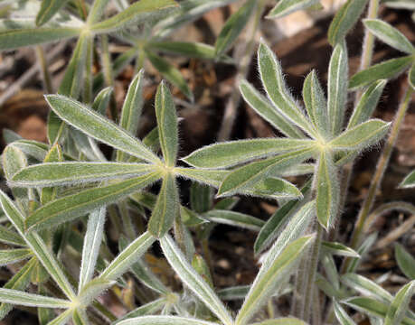 صورة Lupinus argenteus var. palmeri (S. Watson) Barneby