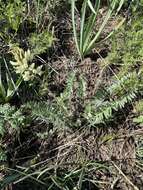 Plancia ëd Oxytropis ochroleuca Bunge