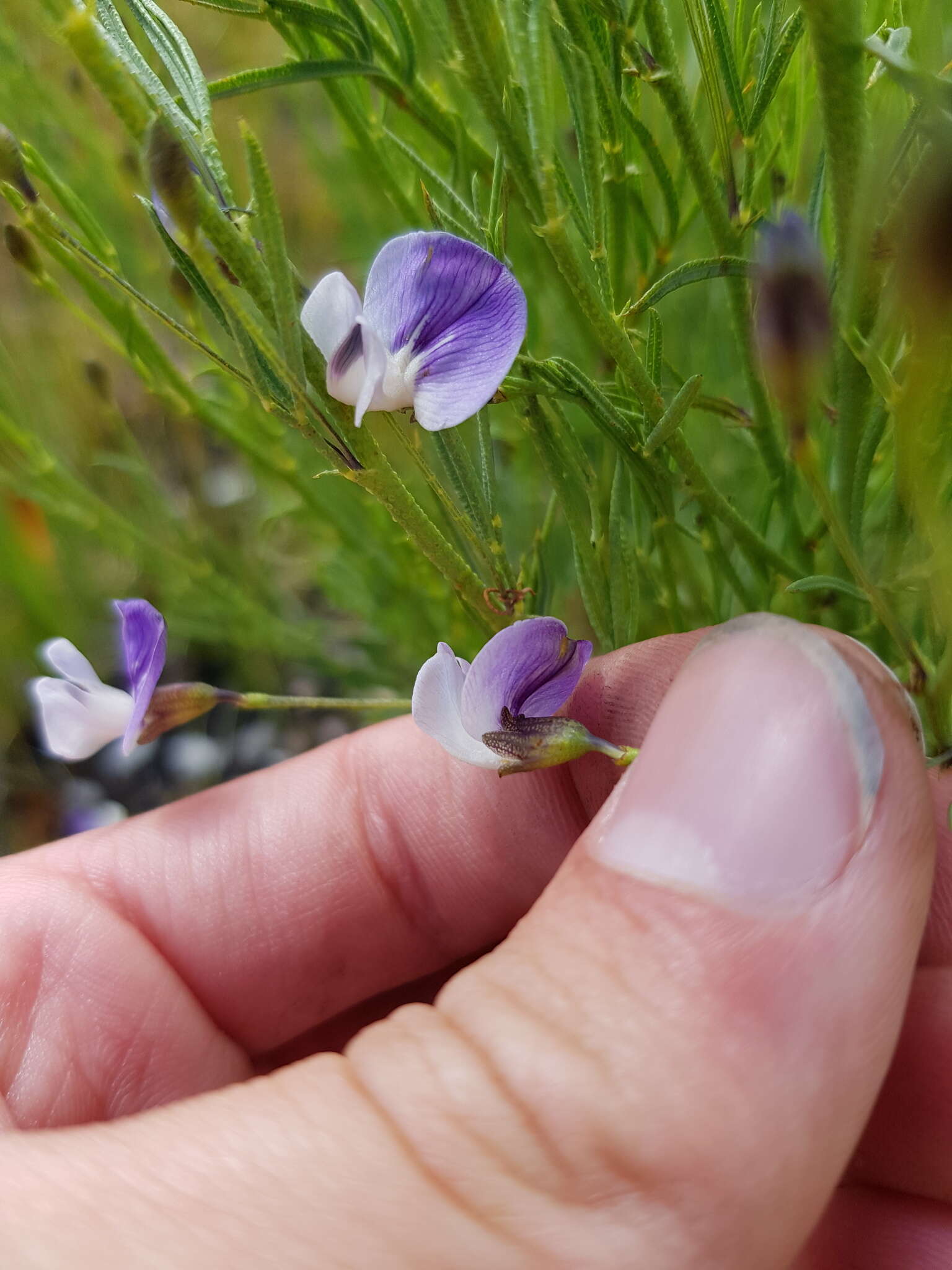 Image de <i>Psoralea forbesiae</i>