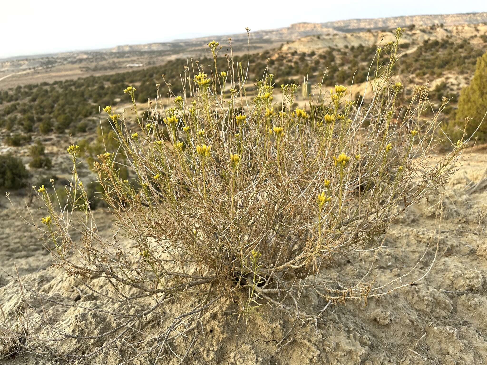 Imagem de Chrysothamnus greenei (A. Gray) Greene