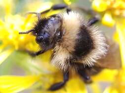 Image of Bombus barbutellus (Kirby 1802)