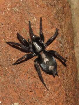 Image of Eastern Parson Spider