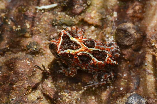 Image of Northern Spadefoot Toad