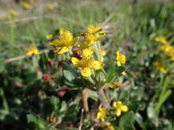 Image of Tetragonia herbacea L.