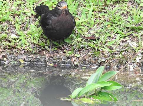 Image of Chinese Blackbird