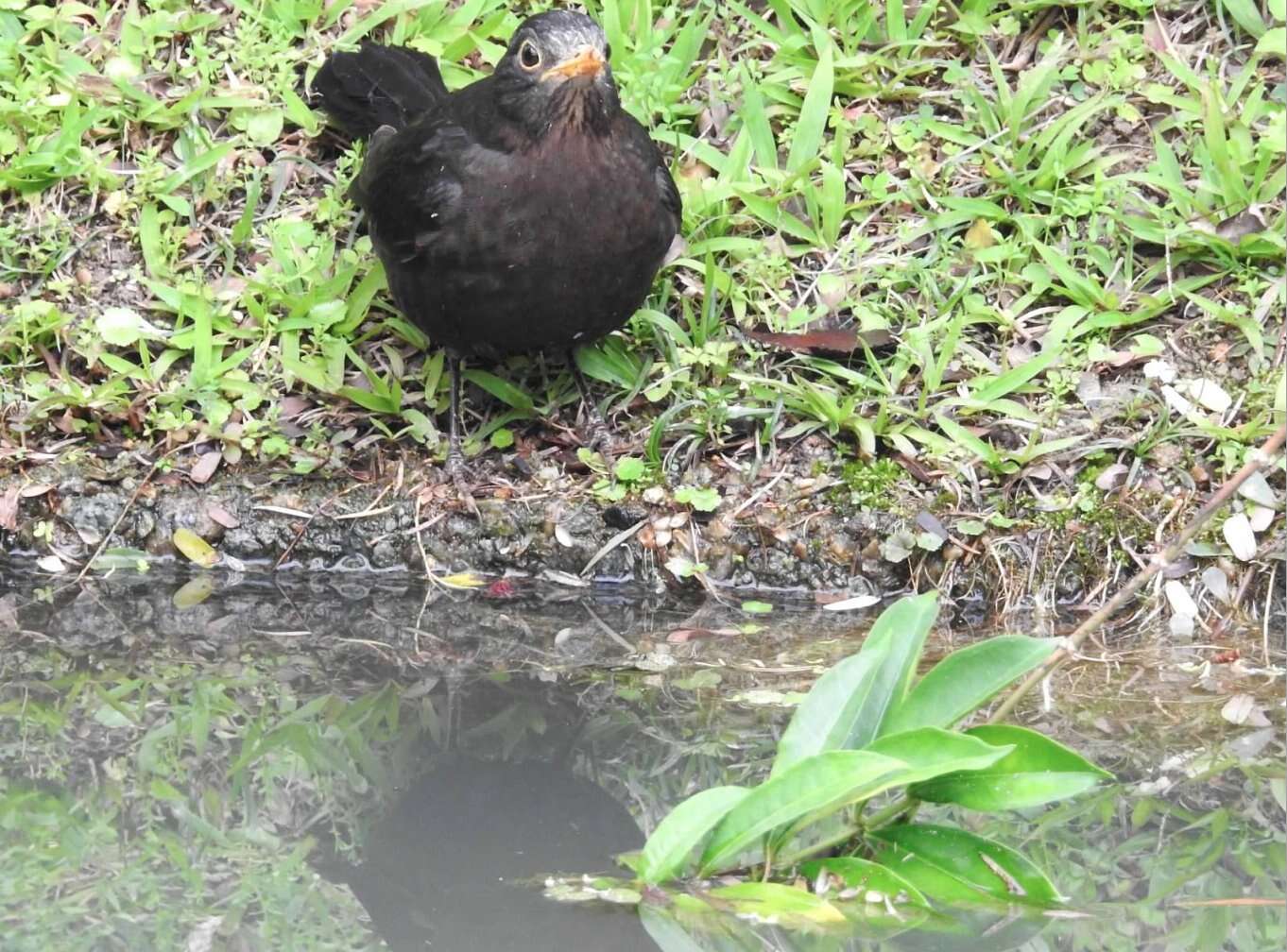 Image of Chinese Blackbird