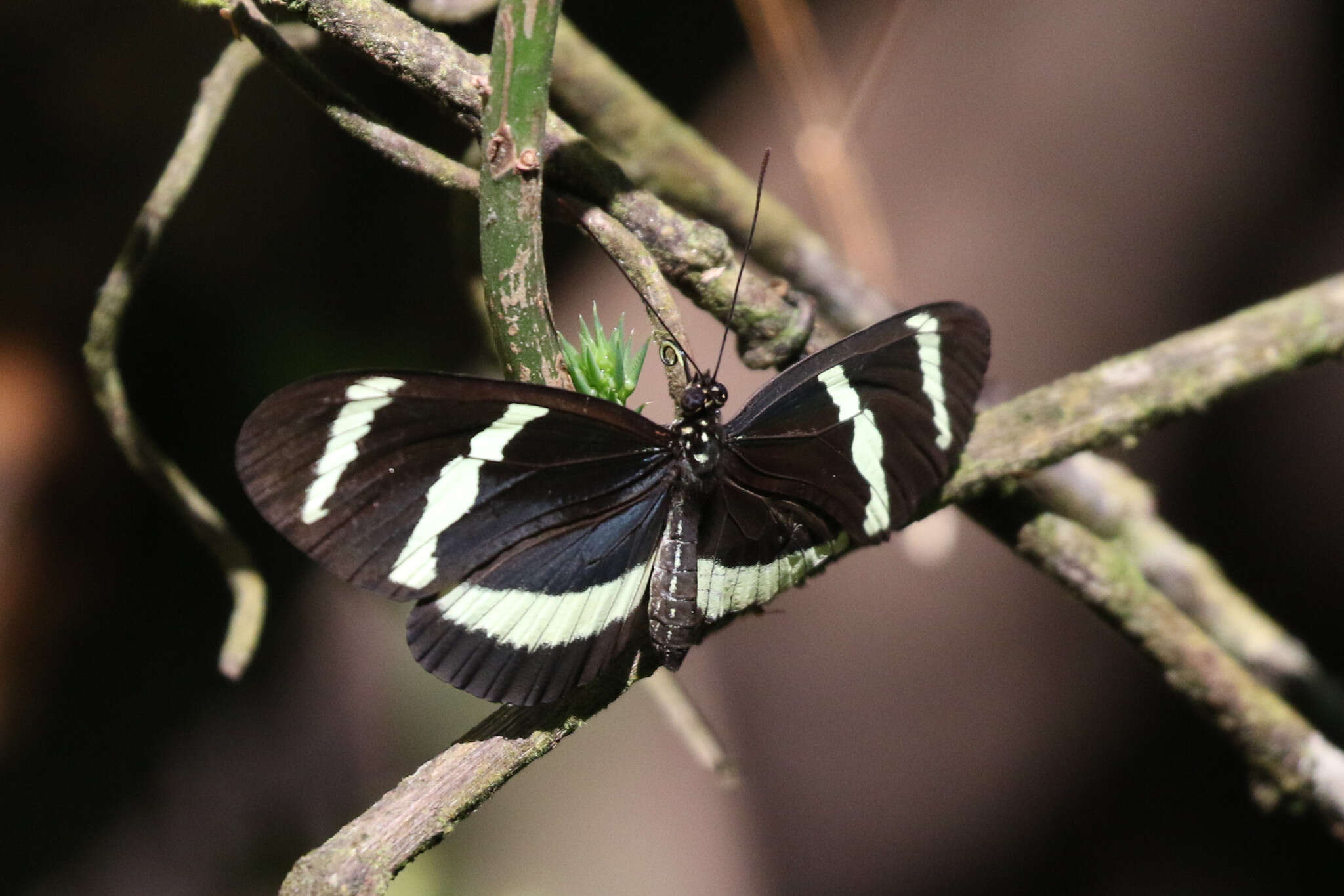 Image of Heliconius hewitsoni Staudinger 1875