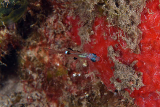 Image of Whitestar Cardinalfish