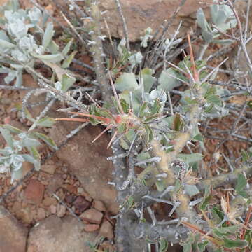 Imagem de Monsonia crassicaulis (S. E. A. Rehm) F. Albers