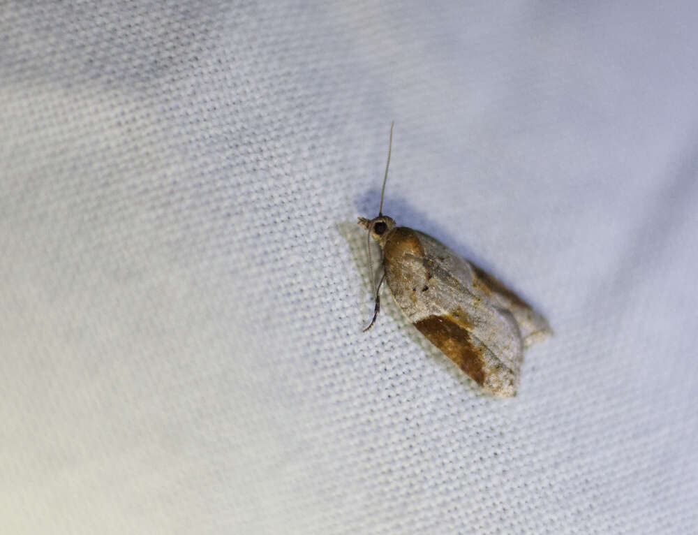 Image of broad-barred button moth