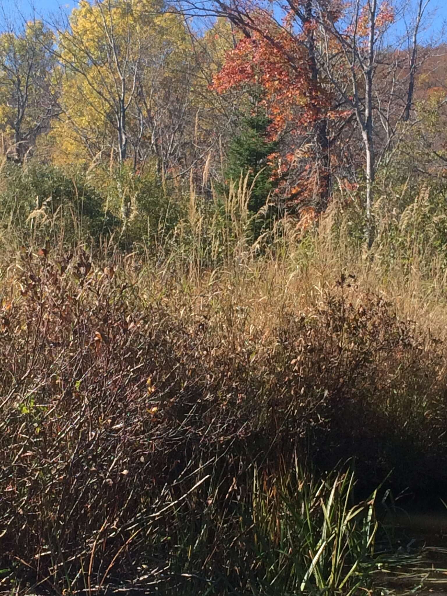 Image of Calamagrostis canadensis (Michx.) P. Beauv.