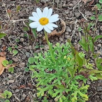 Image of Argyranthemum frutescens subsp. canariae (Christ.) Humphr.