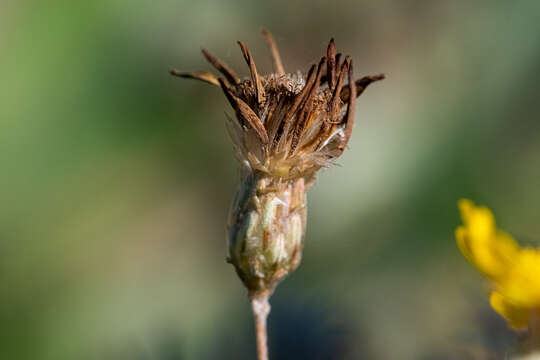 Image de Leysera gnaphalodes (L.) L.