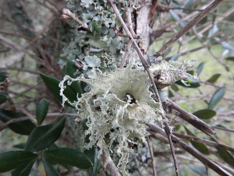 Image of cartilage lichen