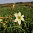 Plancia ëd Moraea fragrans Goldblatt