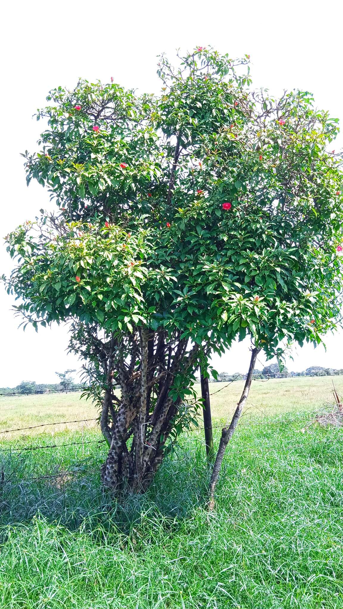 Image of <i>Leuenbergeria bleo</i>