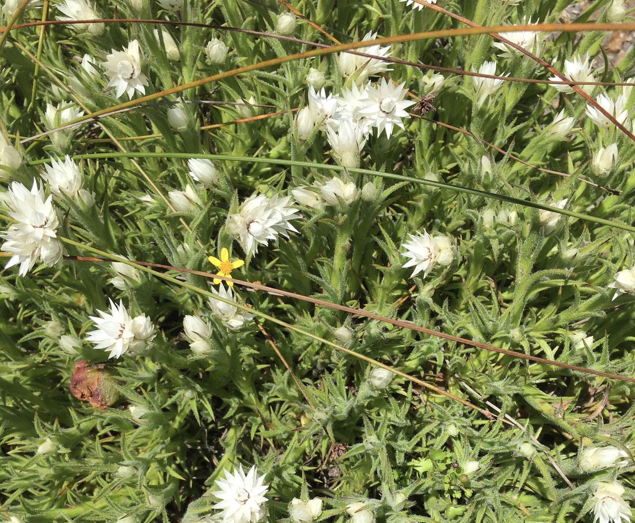 Image of Achyranthemum striatum